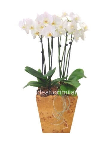 coroncina con fiori » Fiorista consegna fiori e piante a domicilio a  Milano. Acquisto online e invio fiori e piante a Milano.