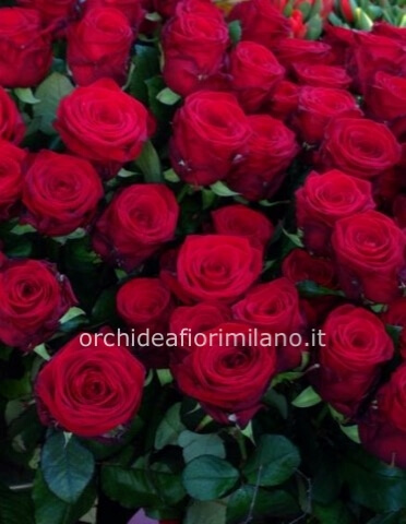 Rose rosse da comporre in mazzo per numero di steli.