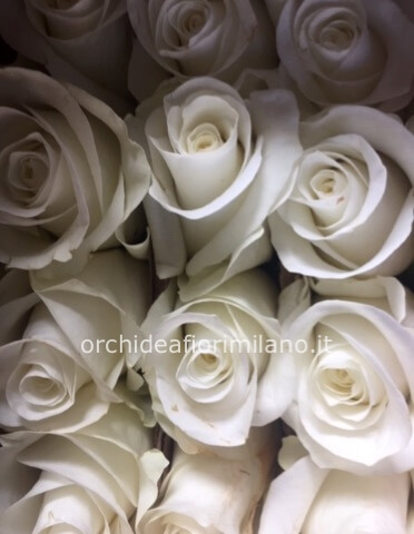 Rose colore bianco da comporre in mazzo per numero di steli.