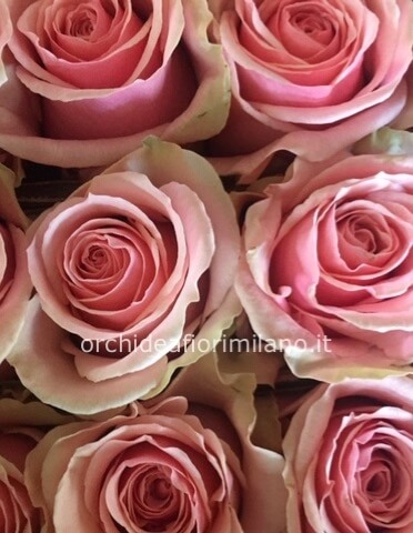 Rose colore rosa da comporre in mazzo per numero di steli.