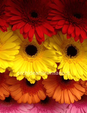 Bouquet di gerbere colori assortiti.