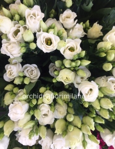 mazzo di Lisiantus Bianco