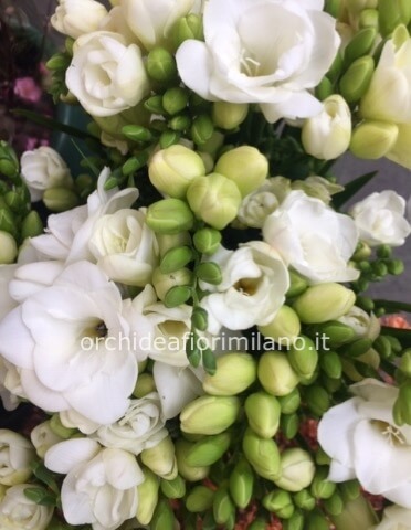 bouquet di fresia bianca profumata