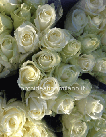 rose bianche extra