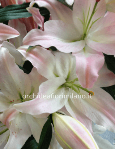 Liliim orientale profumato bianco o rosa