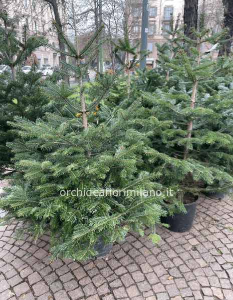 Albero di Natale , normandiano con radici altezza 100cm DISPONIBILE DAL 28/11