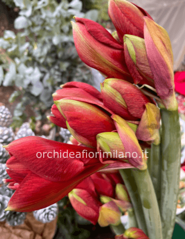 Amaryllis Rossi recisi