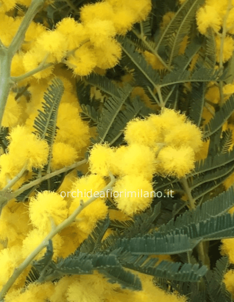 bouquet di tulipani e mimosa(disponibile dal 5/3)