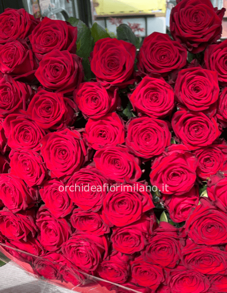 100 rose rosse extra