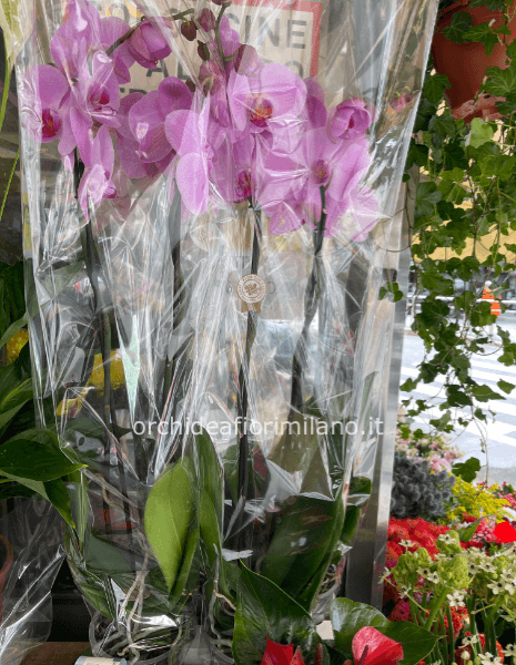 Phalenopsis 2 rami. Cm 90/100